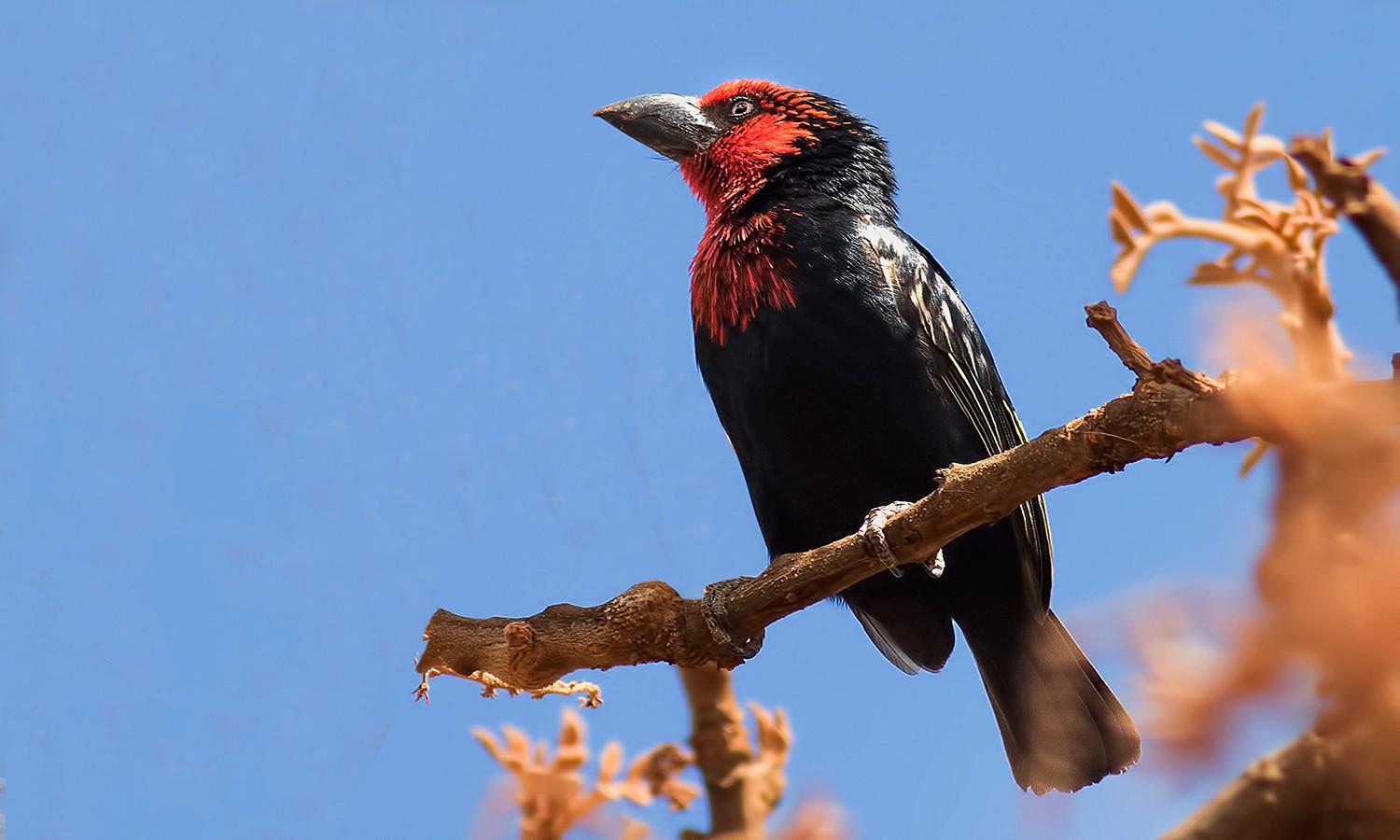 Black-billed Barbet