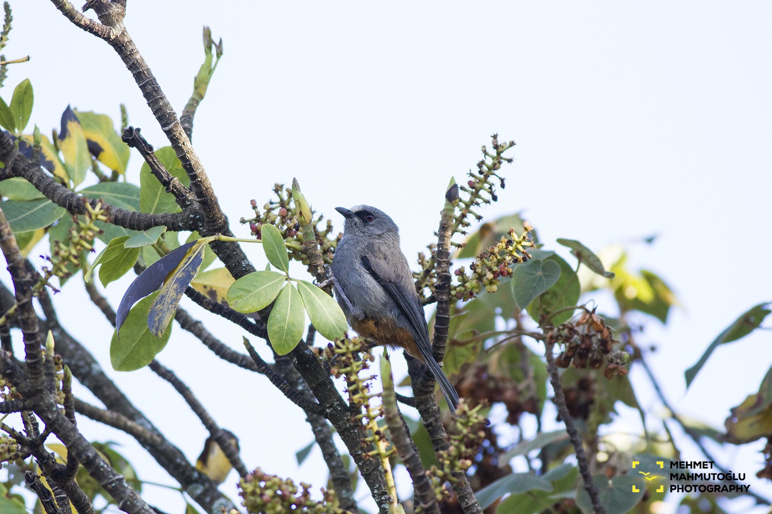 Juniper Babbler