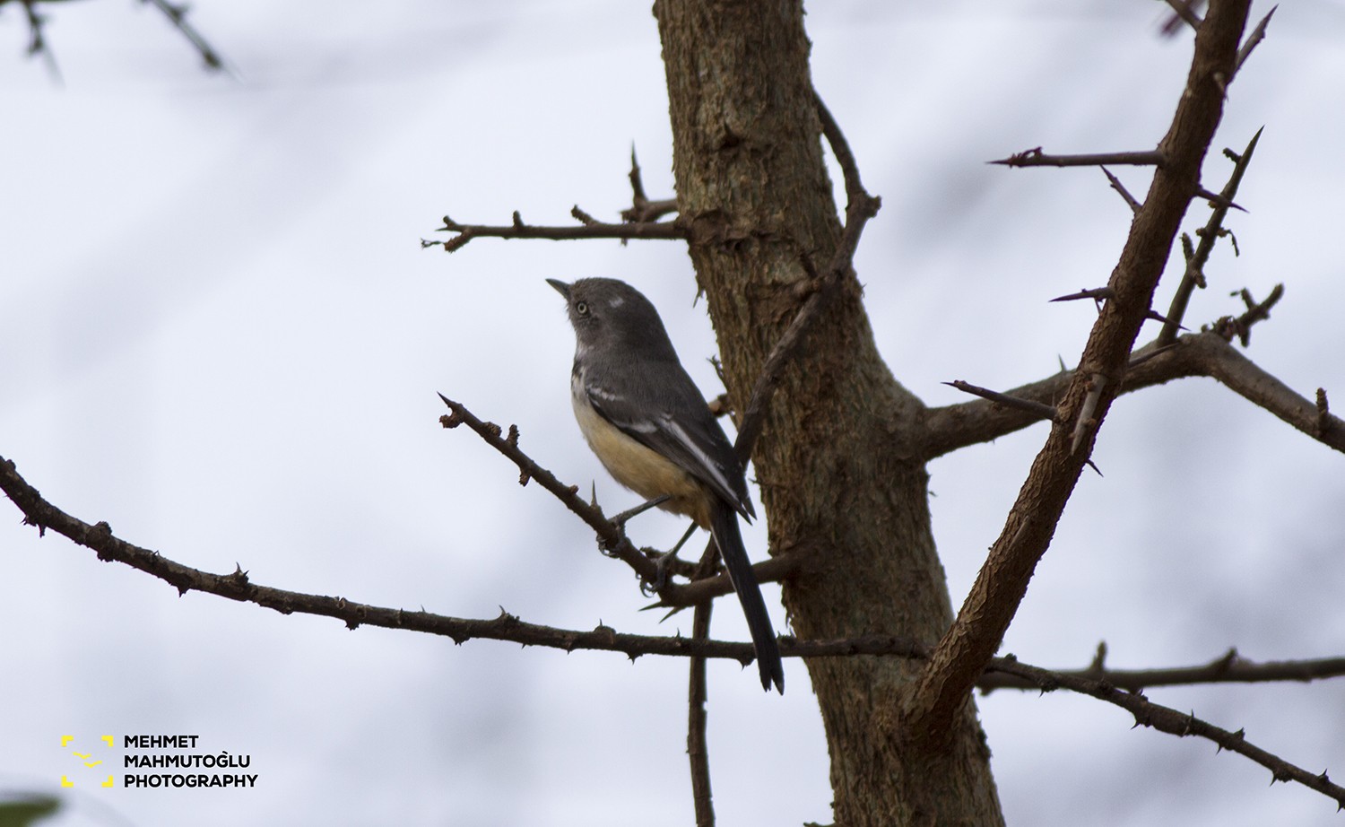 Banded Warbler