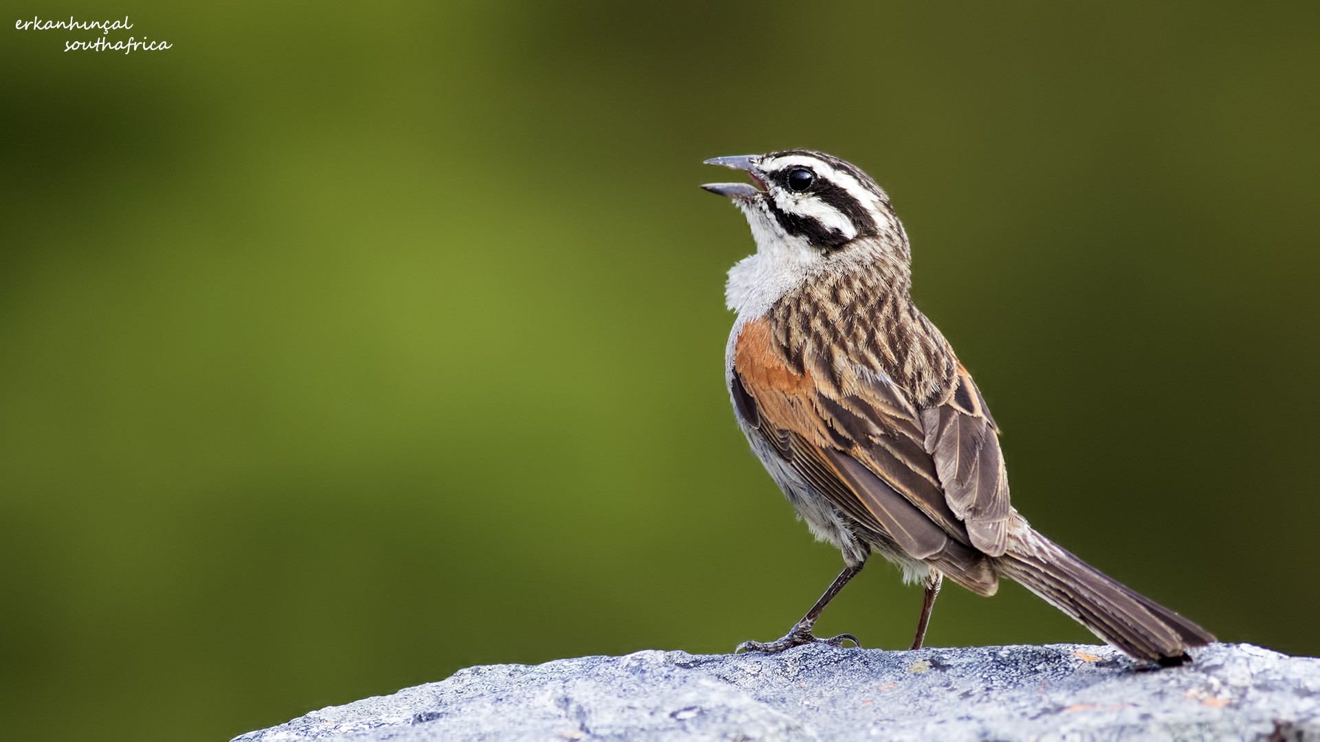 Cape Bunting