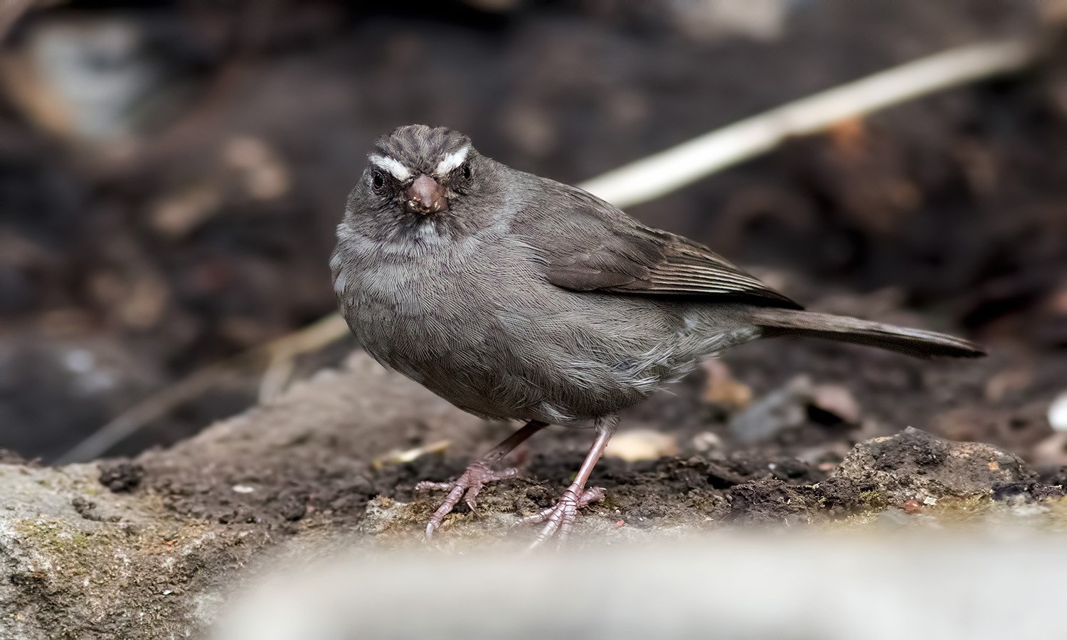 Brown-rumped Seedeater