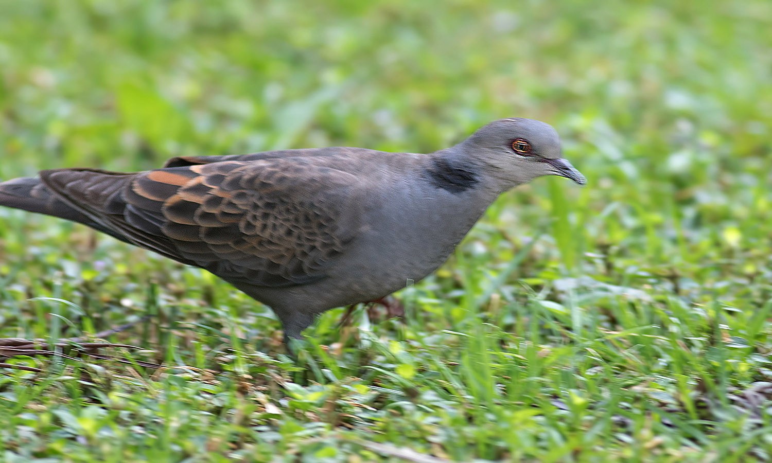 Dusky Turtle-dove