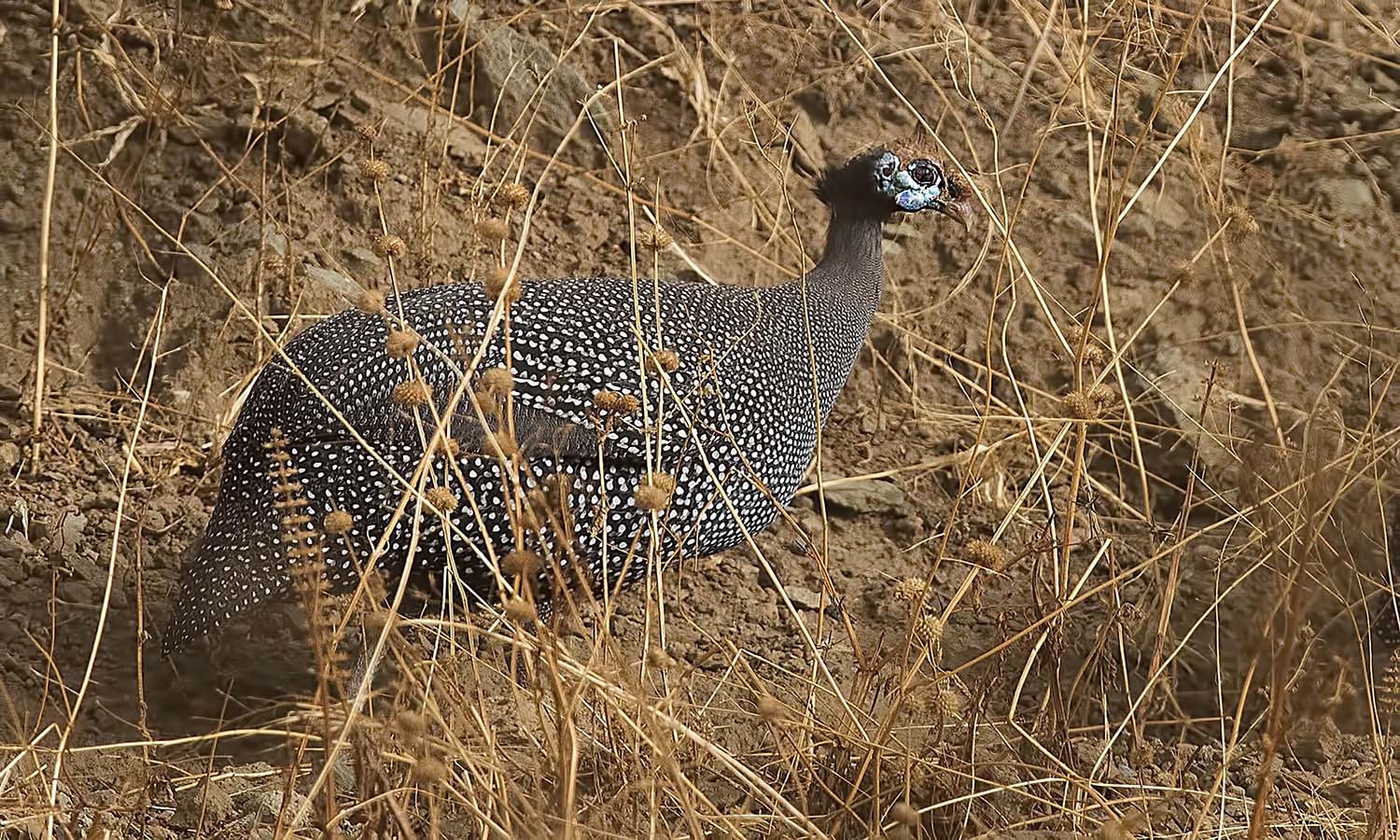 Helmeted Guineafowl