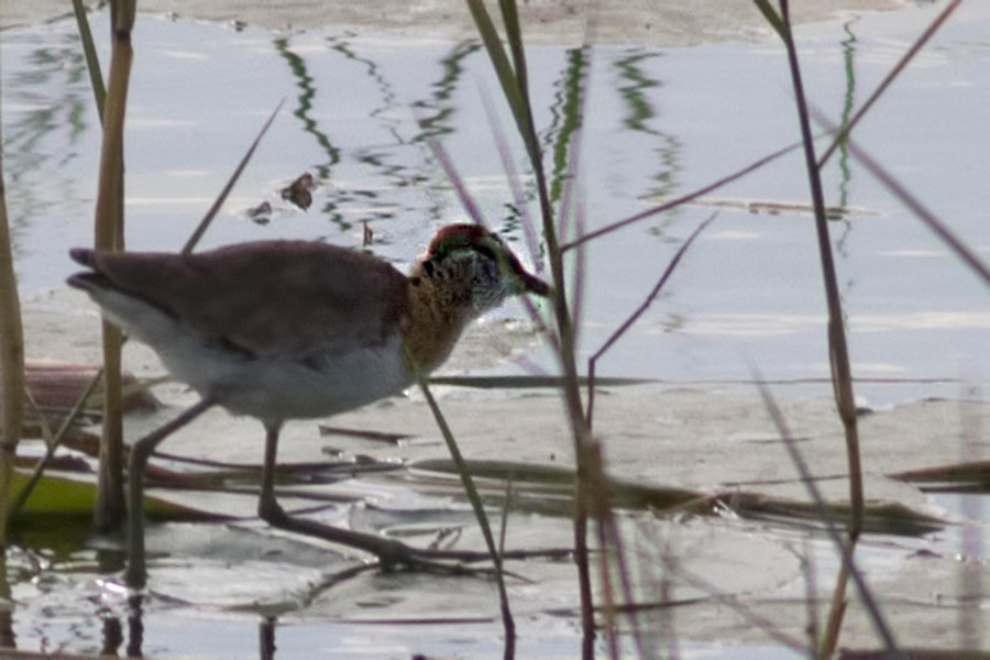 Lesser Jacana