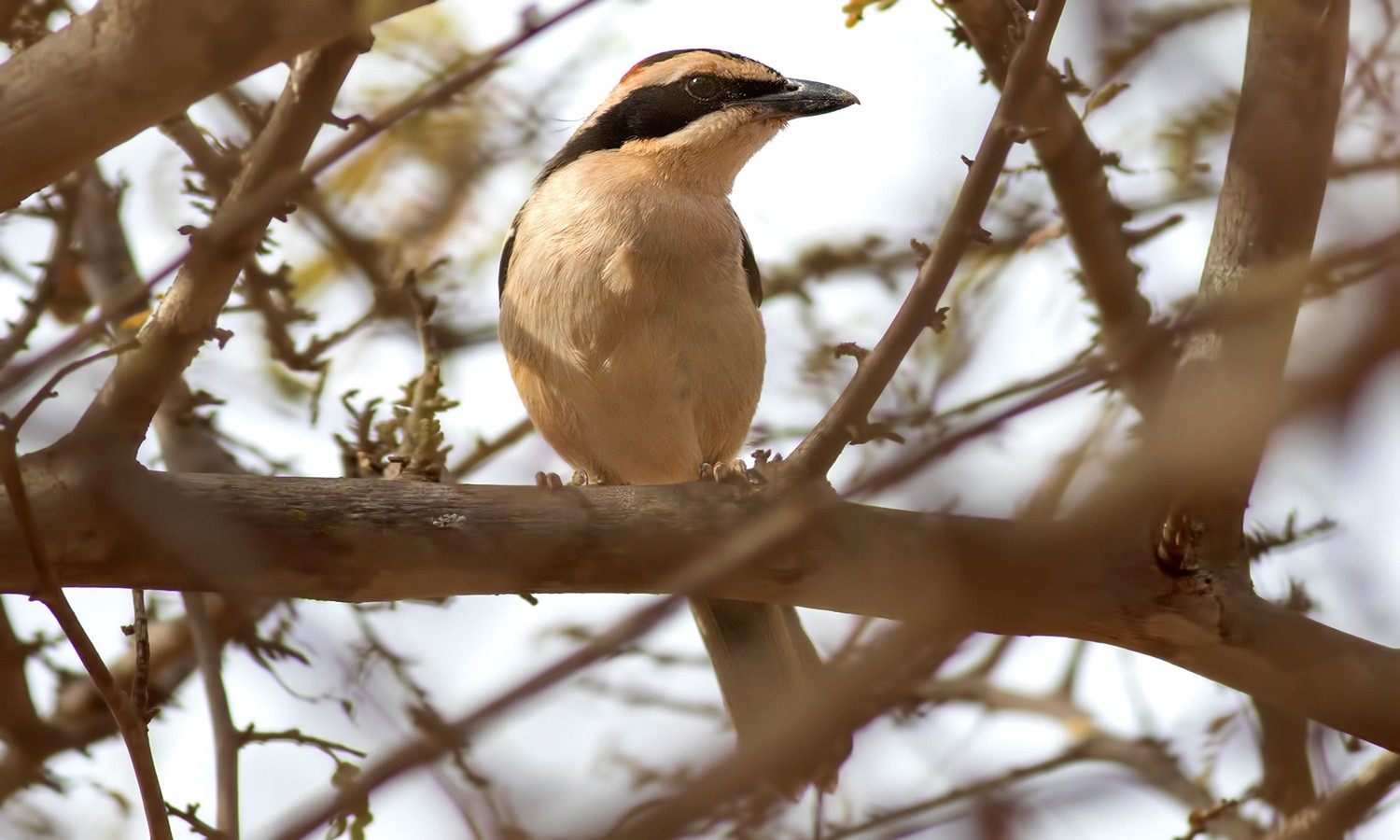 Red-naped Bush-shrike
