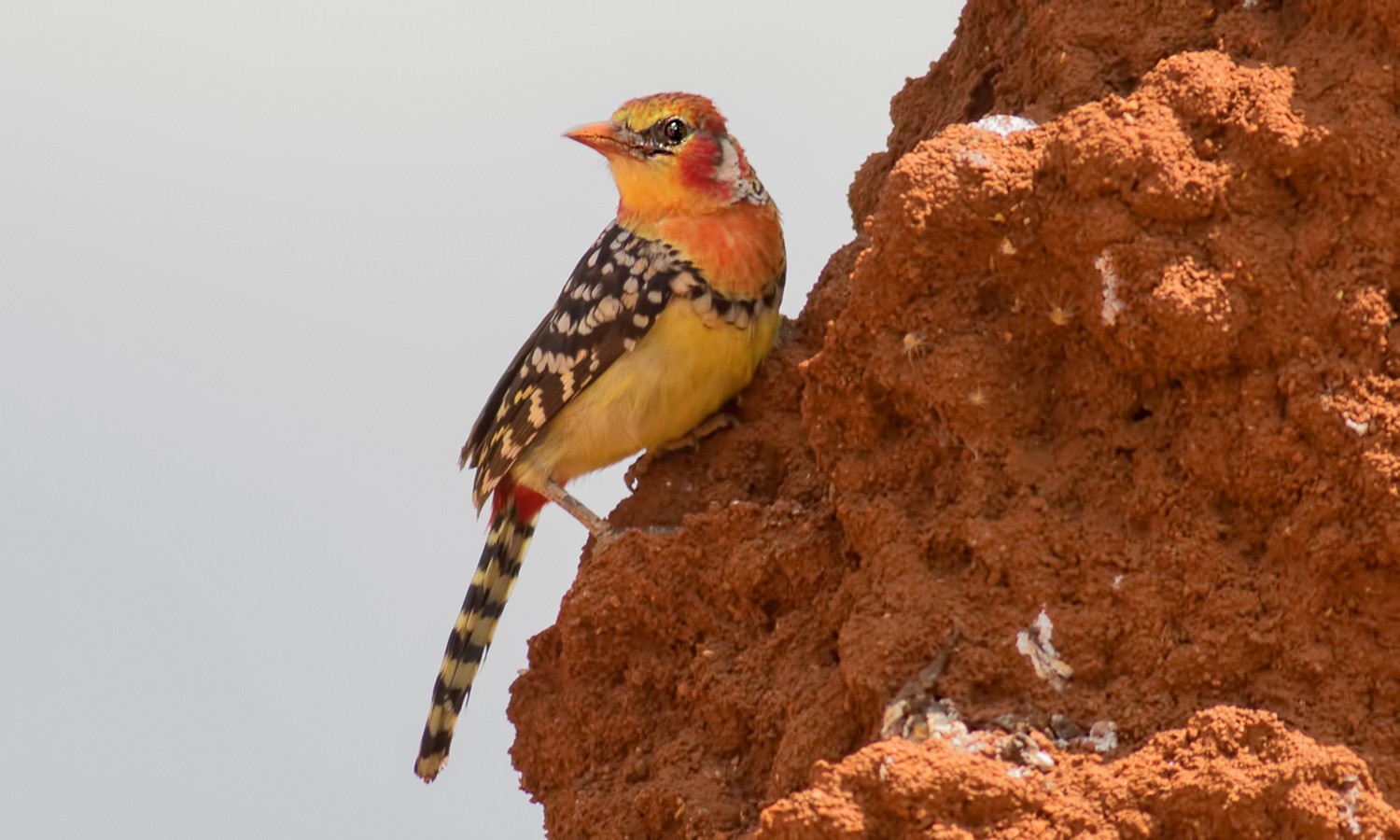 Red-and-yellow Barbet