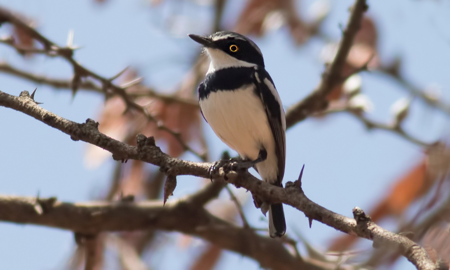 Pygmy Batis