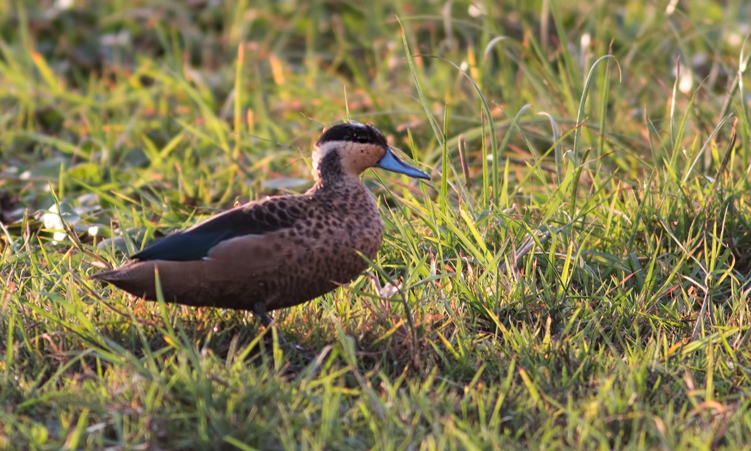 Hottentot Teal