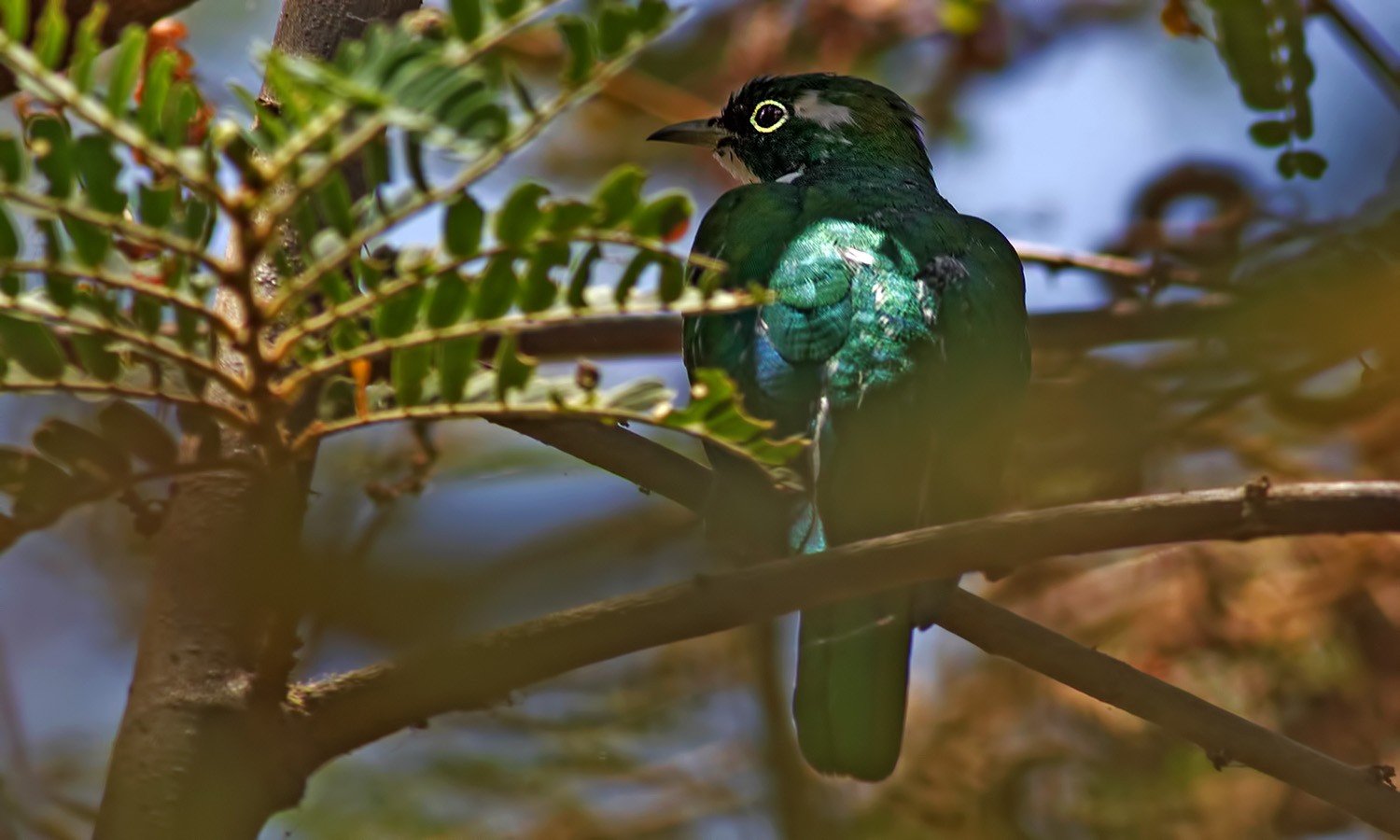 Klaas's Cuckoo