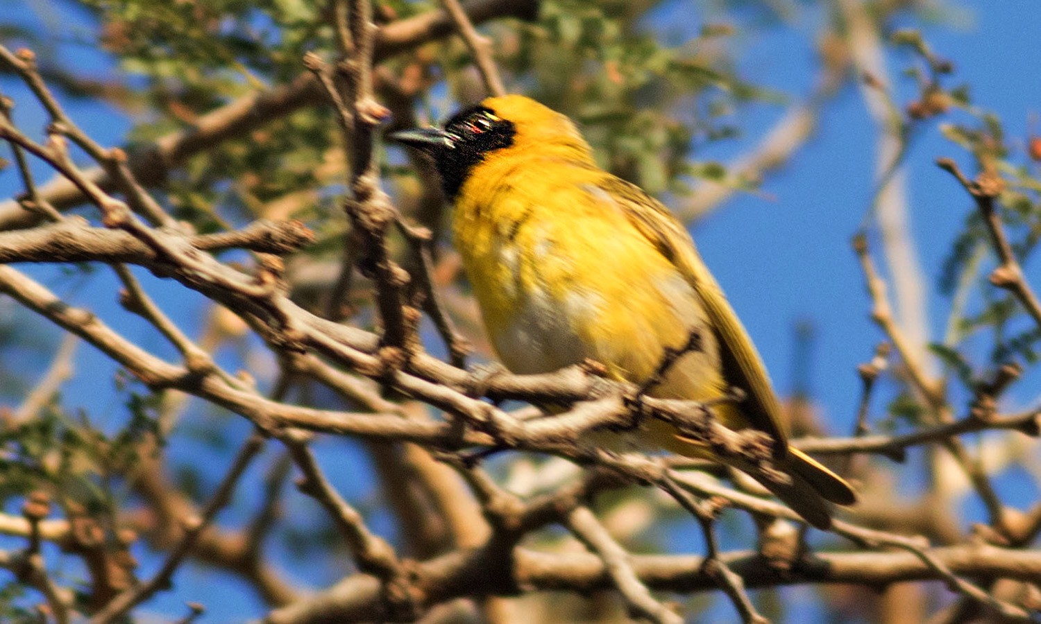 Little Weaver
