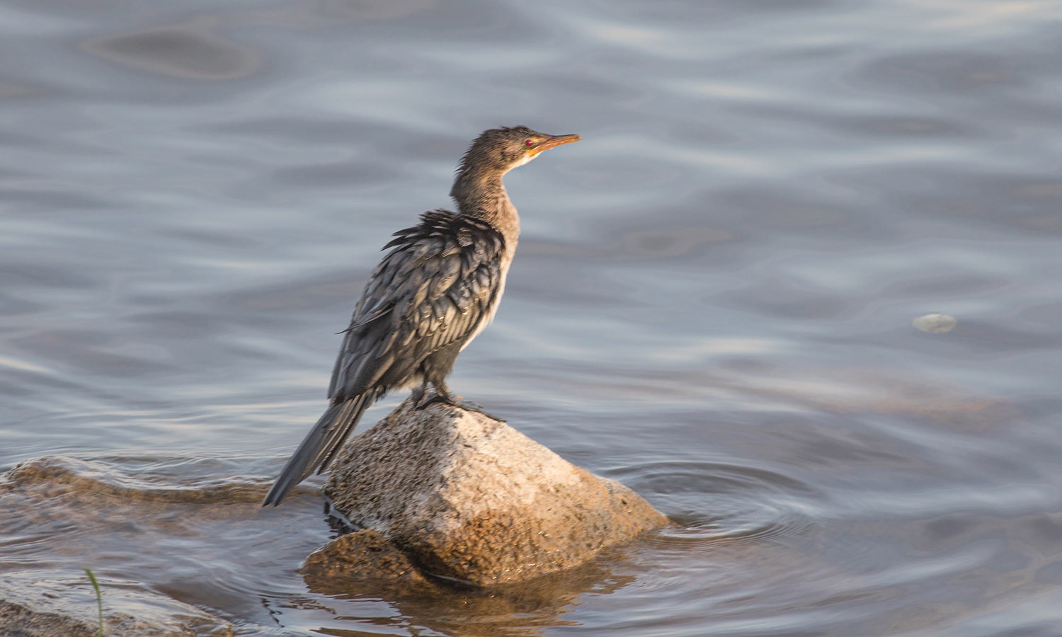 Long-tailed Cormorant