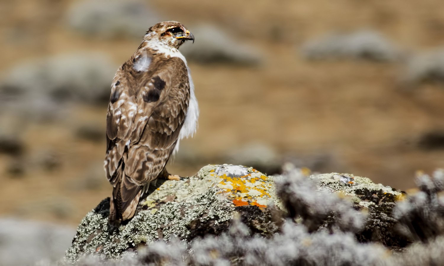 Mountain Buzzard