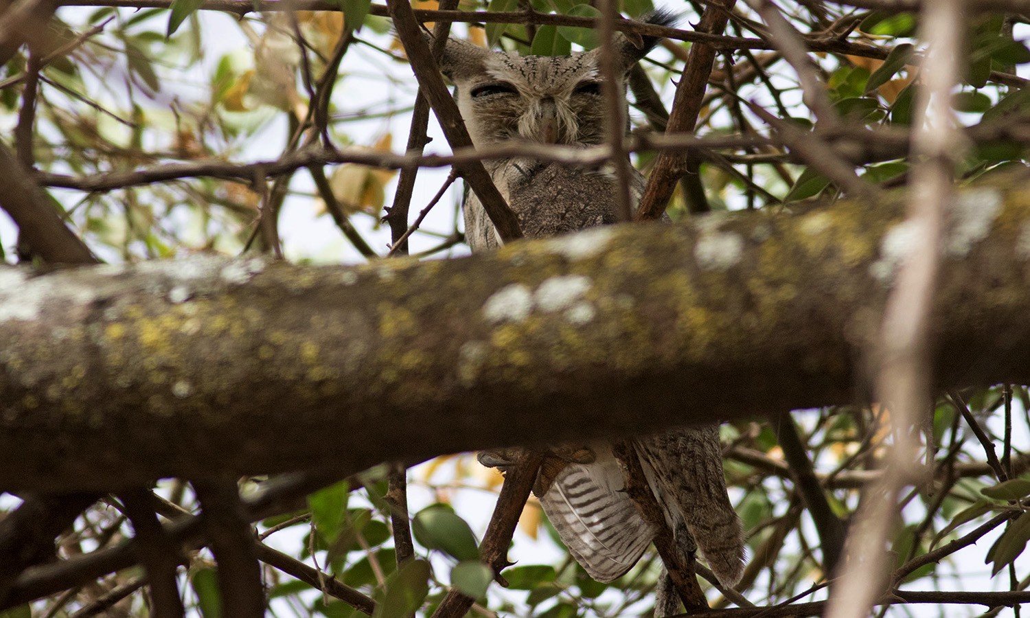 Northern White-faced Owl