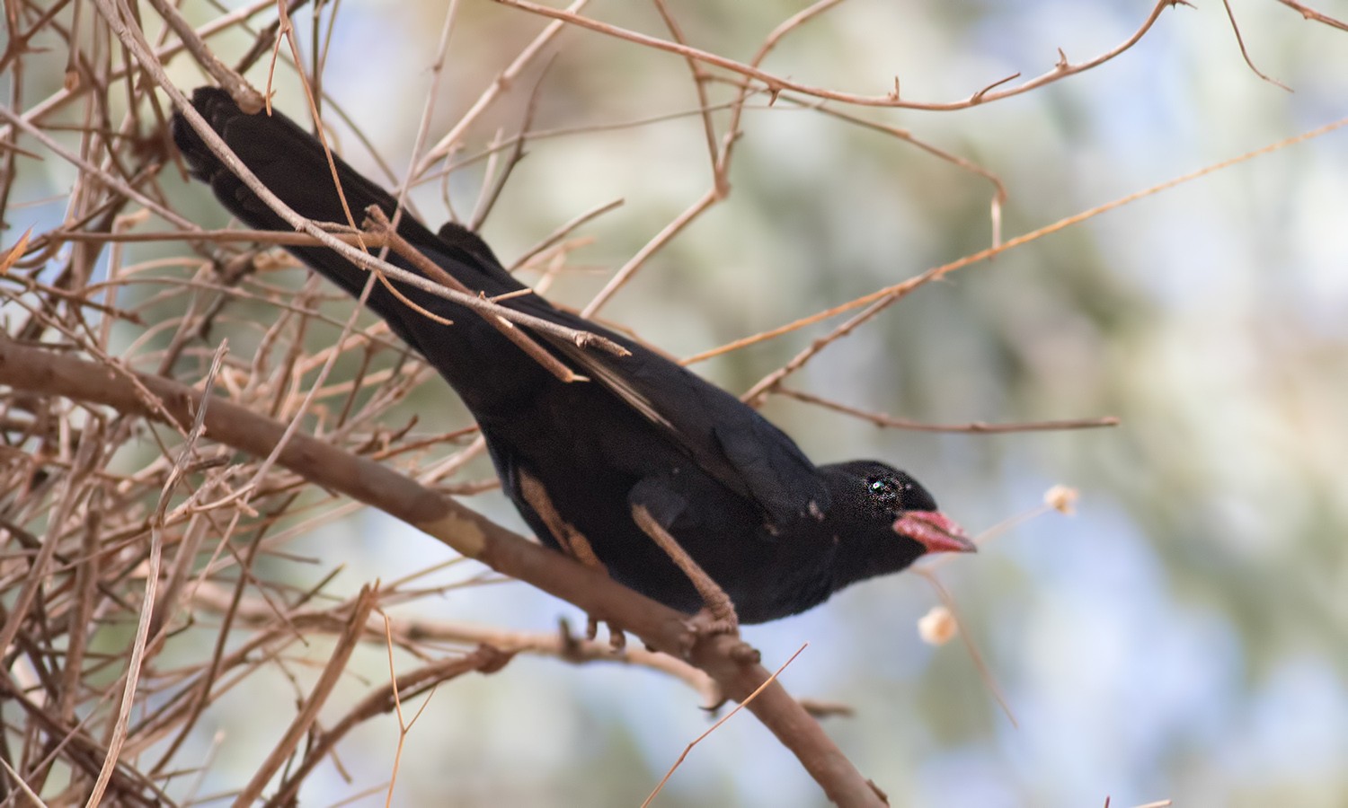Red-billed Buffalo-weaver