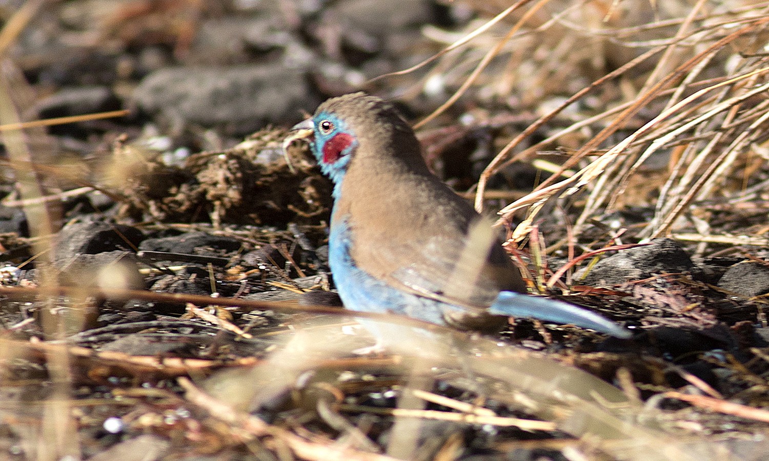 Red-cheeked Cordon-bleu