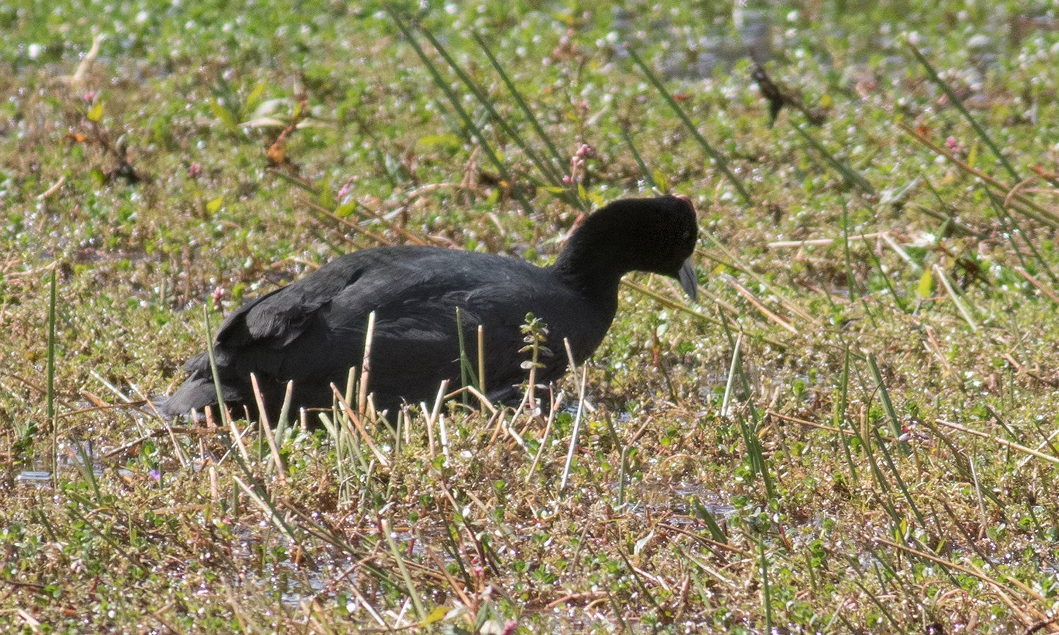 Red-knobbed Coot