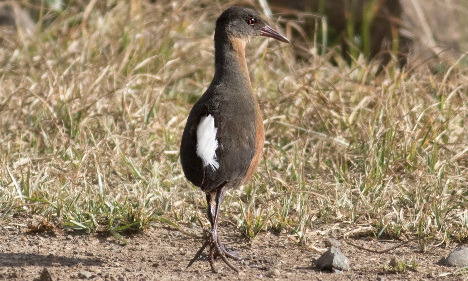 Rouget's Rail