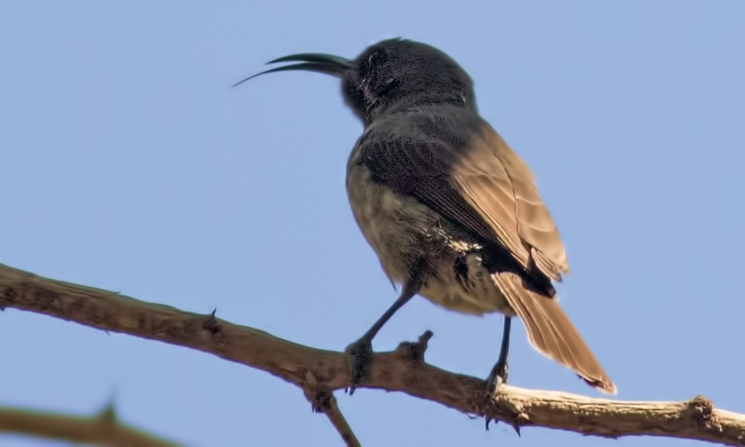 Scarlet-chested Sunbird