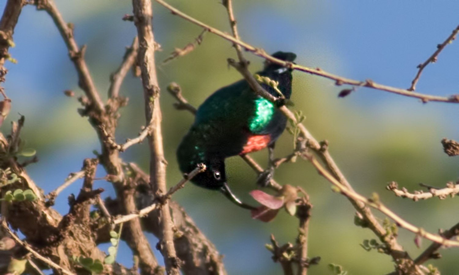 Shining Sunbird