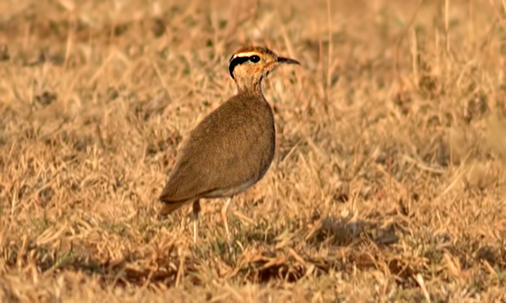 Temminck's Courser