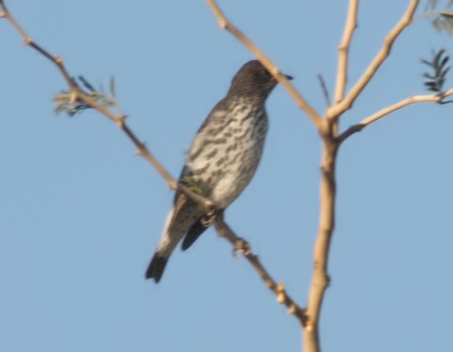 Amethyst Starling