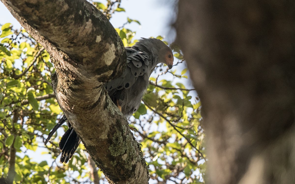African Harrier-hawk