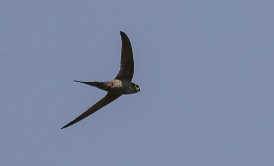 African Palm-swift