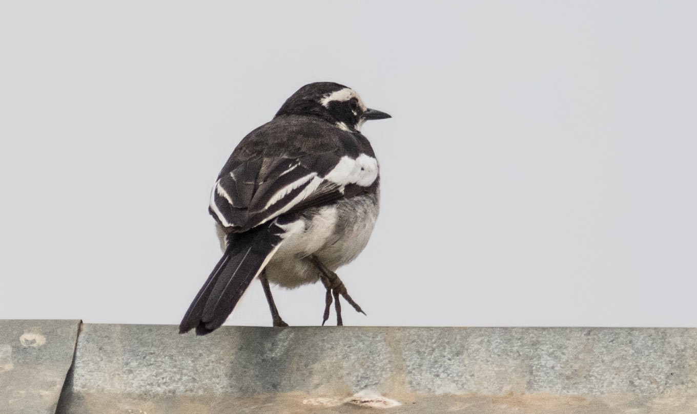 African Pied Wagtail
