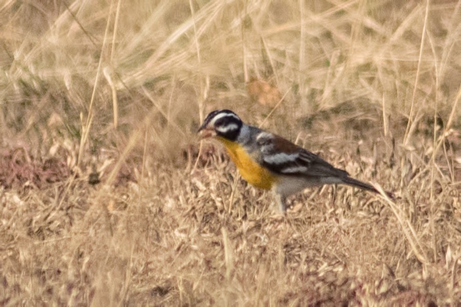 Golden-breasted Bunting
