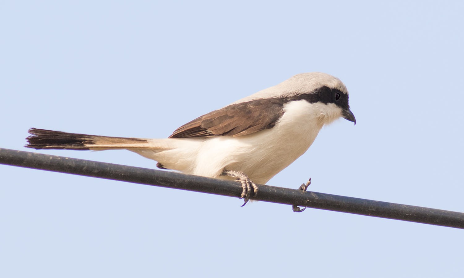 Grey-backed Fiscal