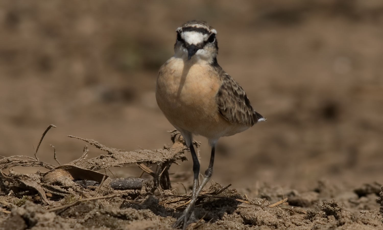 Kittlitz's Plover
