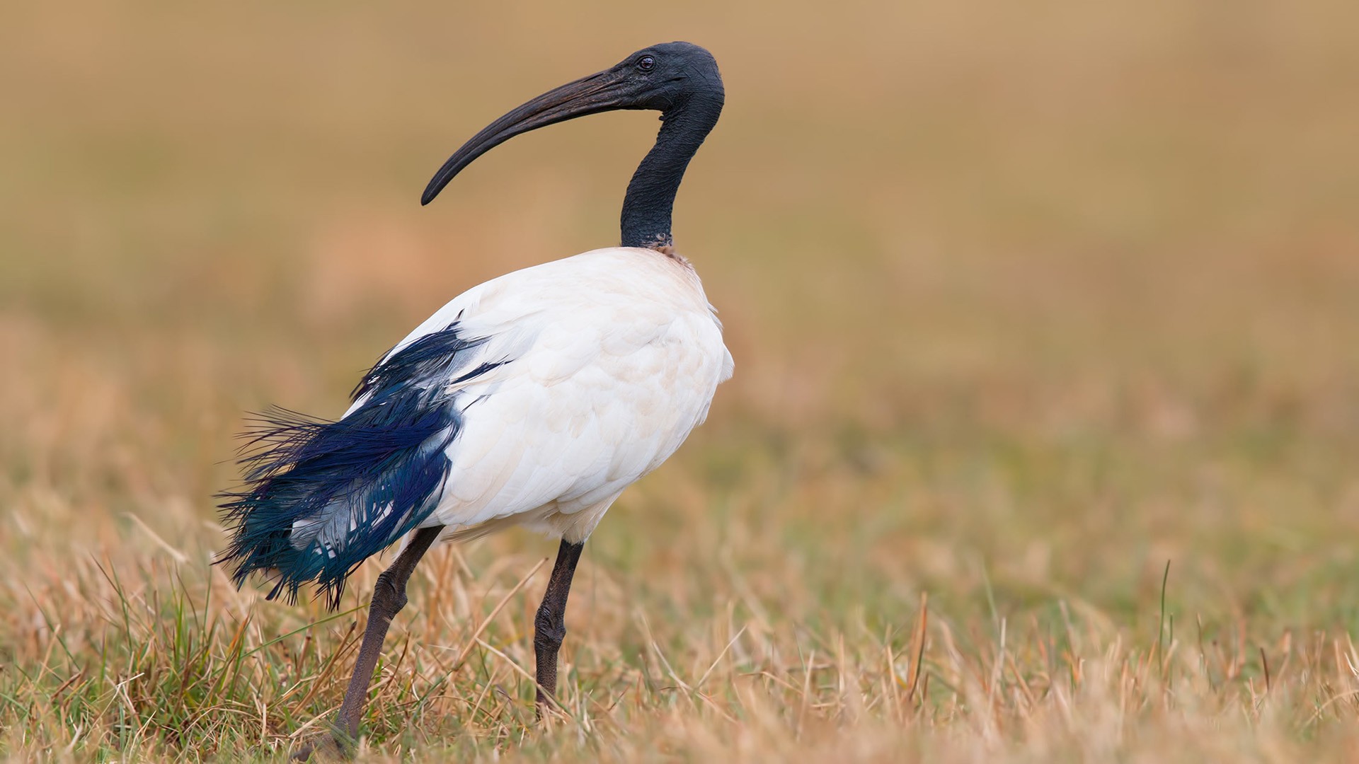 African Sacred Ibis