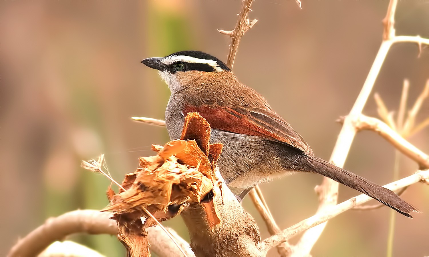 Black-crowned Tchagra