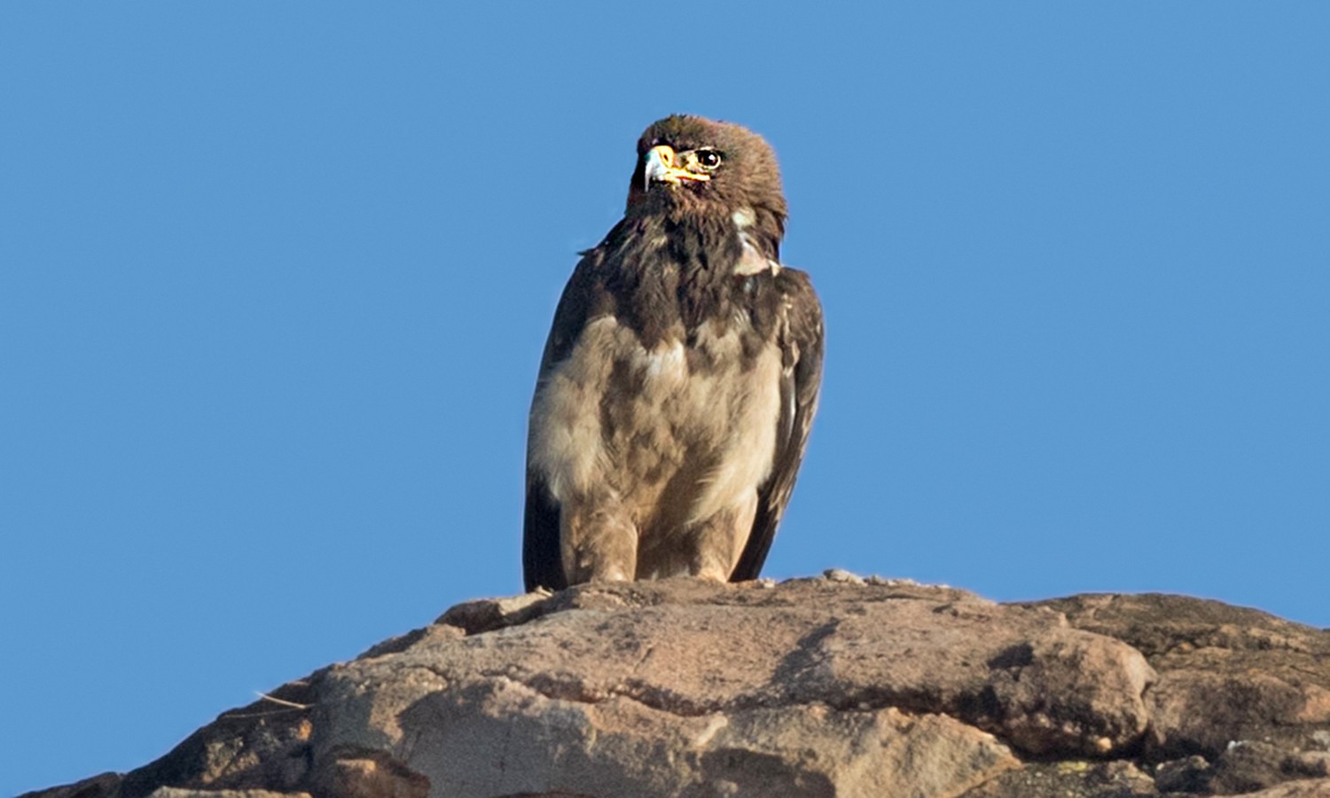 African Hawk-eagle