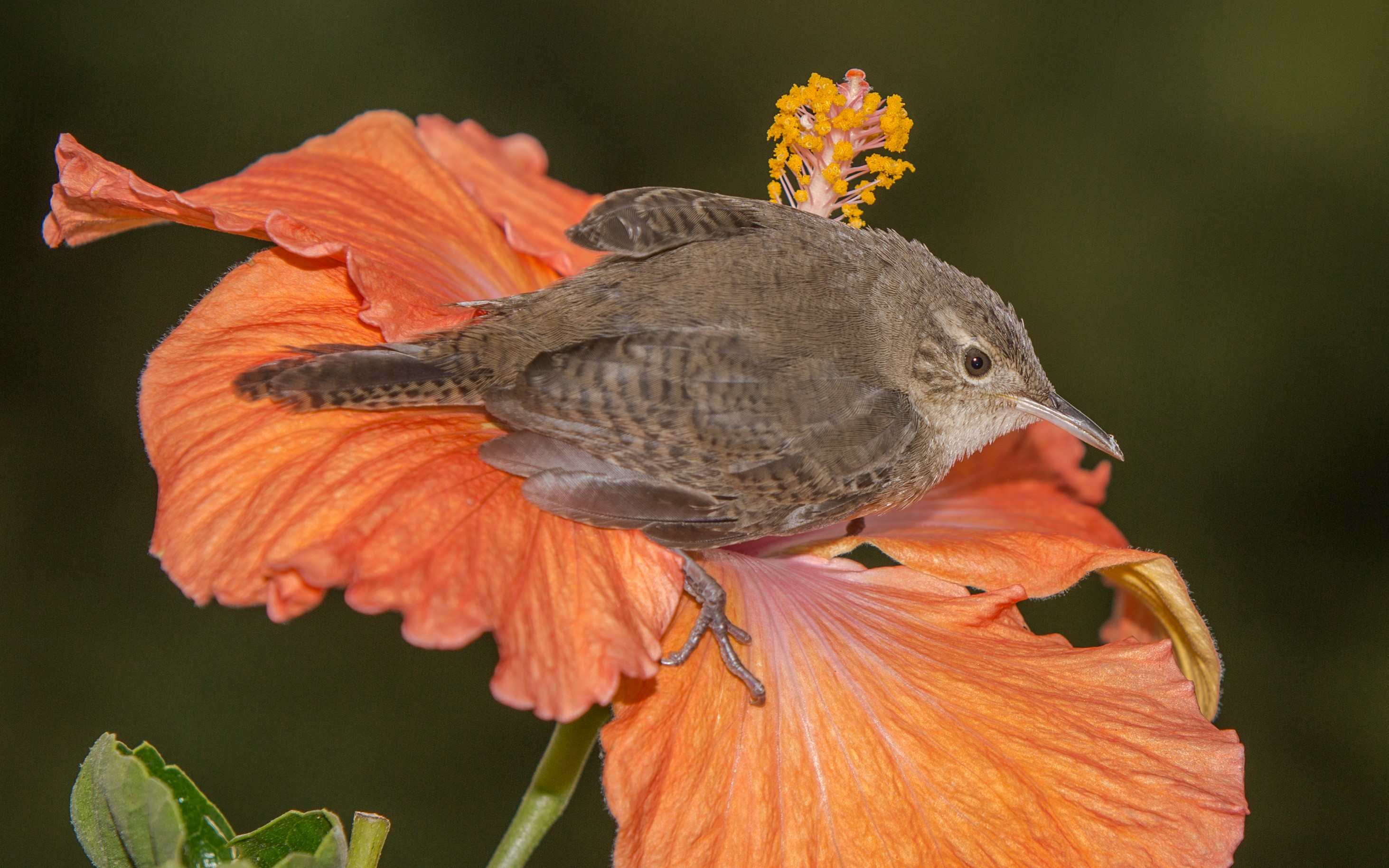 Southern House Wren