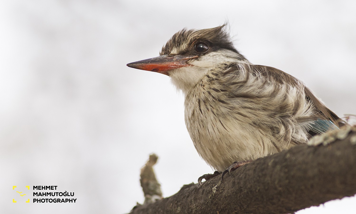 Striped Kingfisher