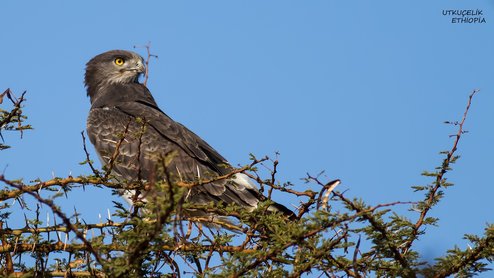 Black-chested Snake-eagle