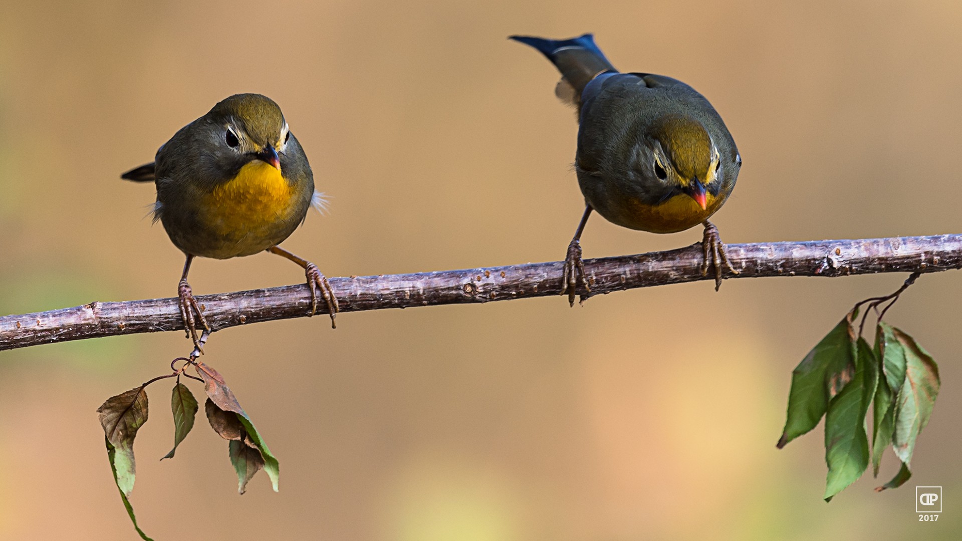 Red-billed Leiothrix