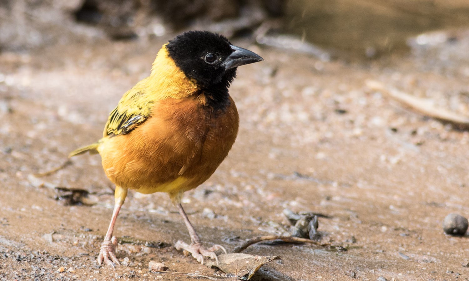 Lesser Masked Weaver