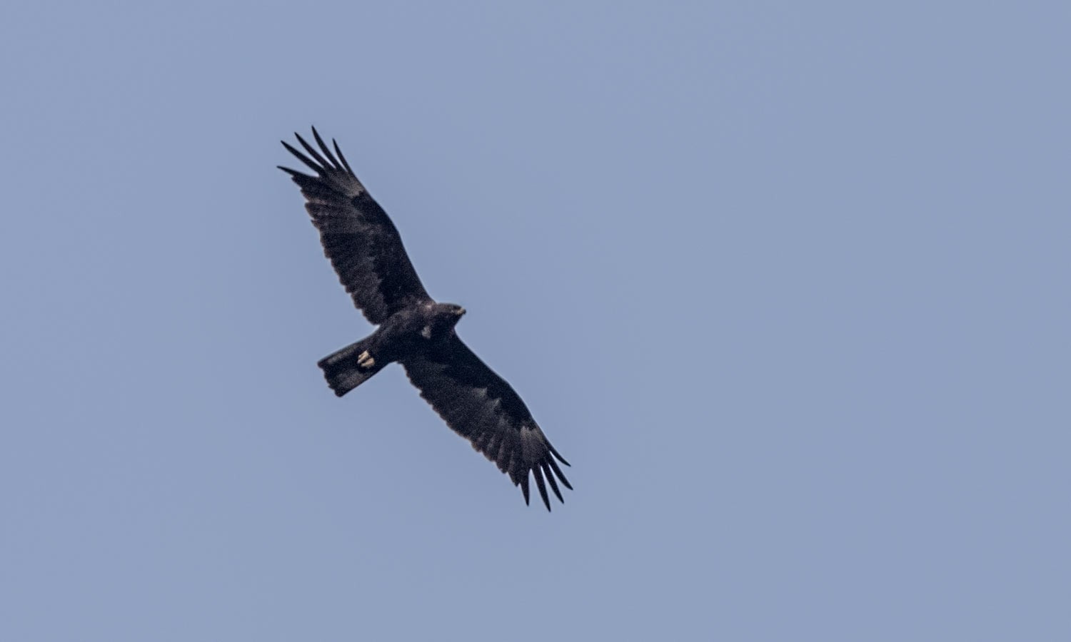 Wahlberg's Eagle