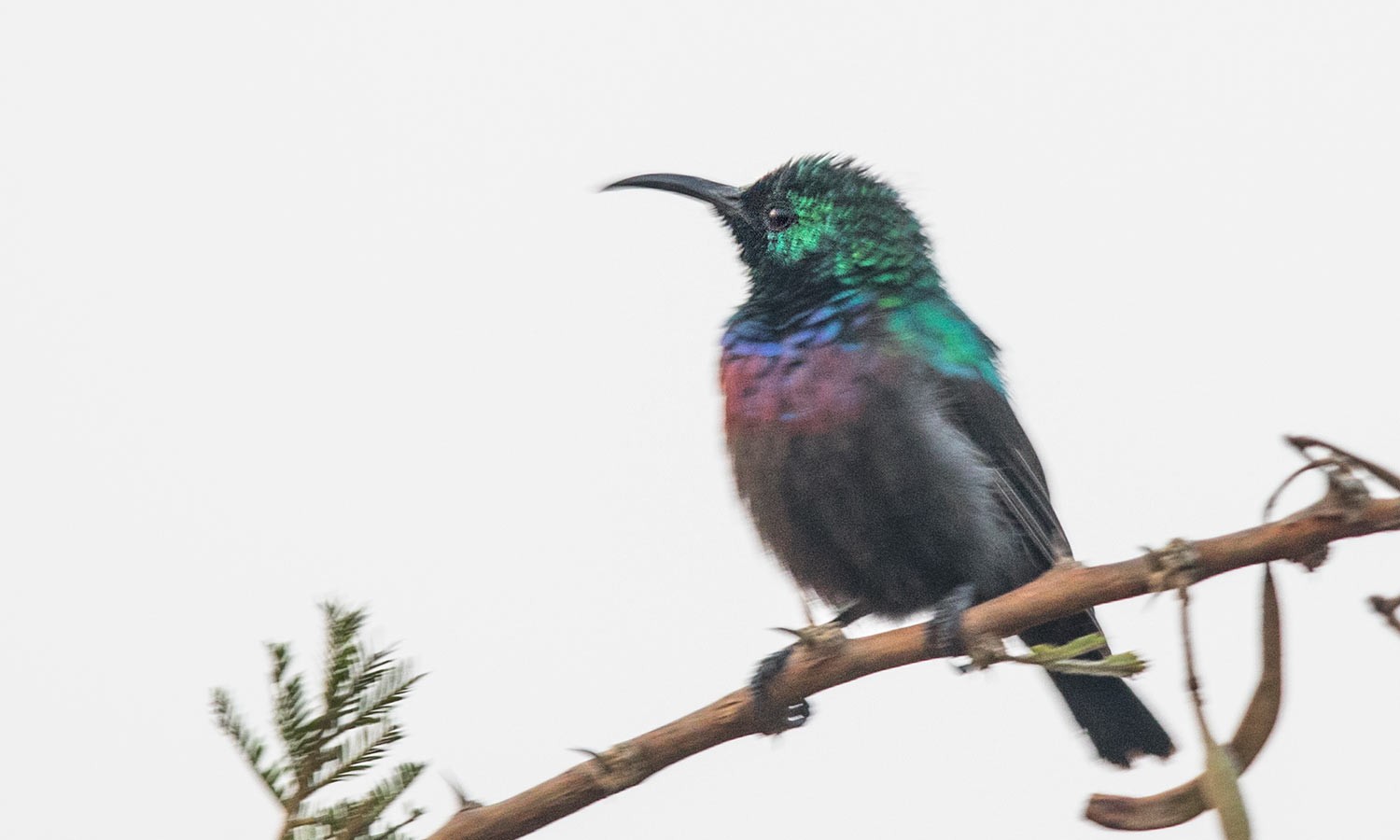 Mariqua Sunbird