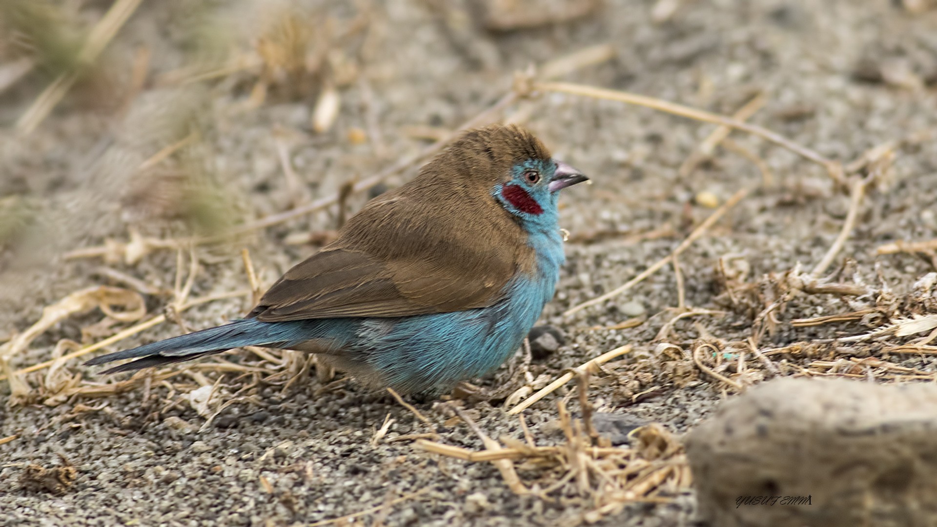 Red-cheeked Cordon-bleu