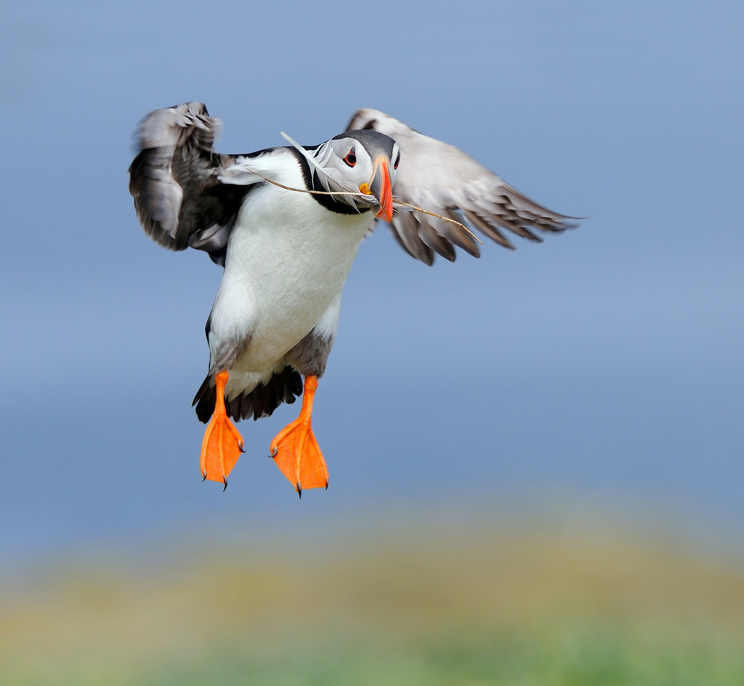 Atlantic Puffin