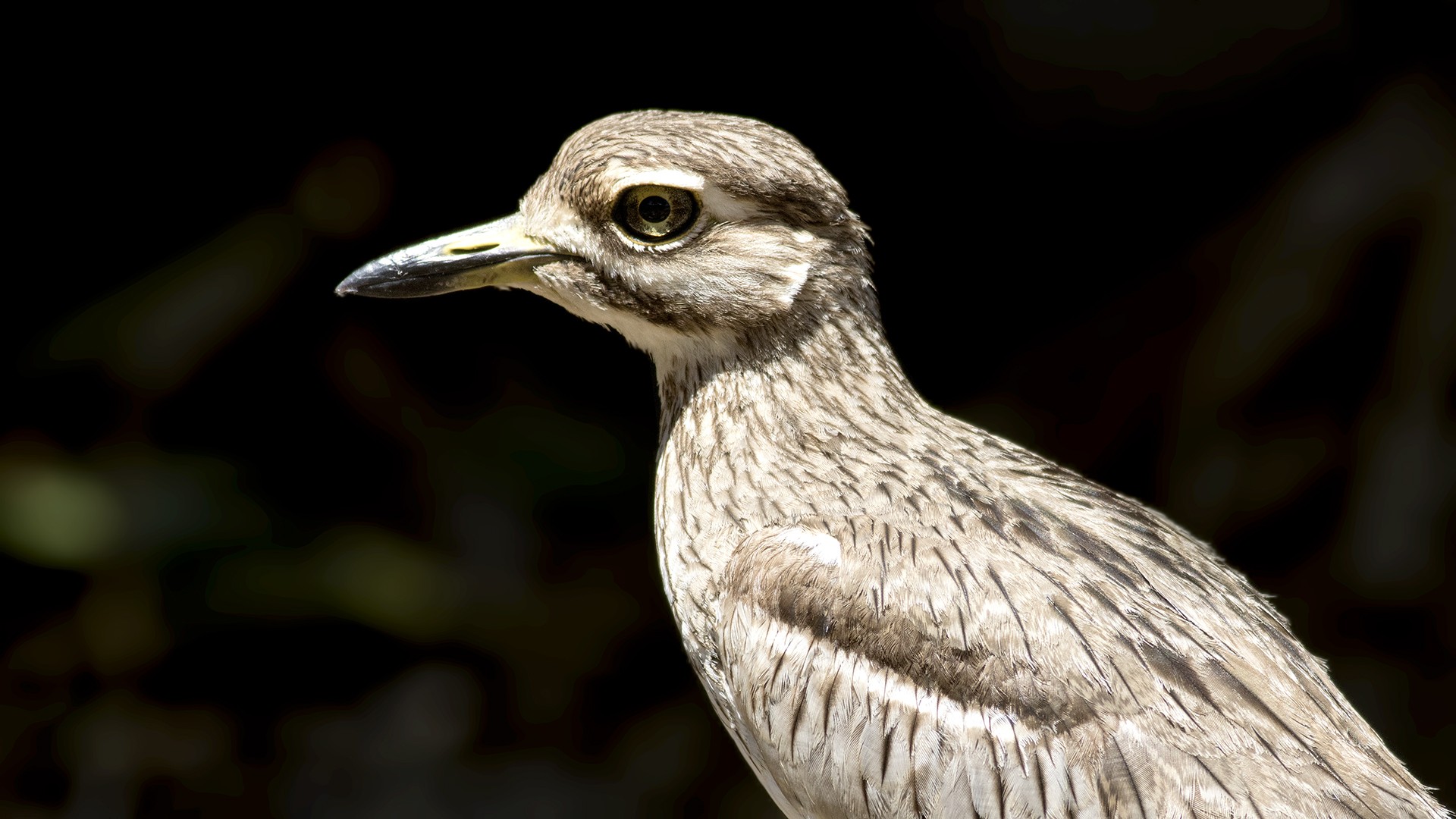 Water Thick-knee