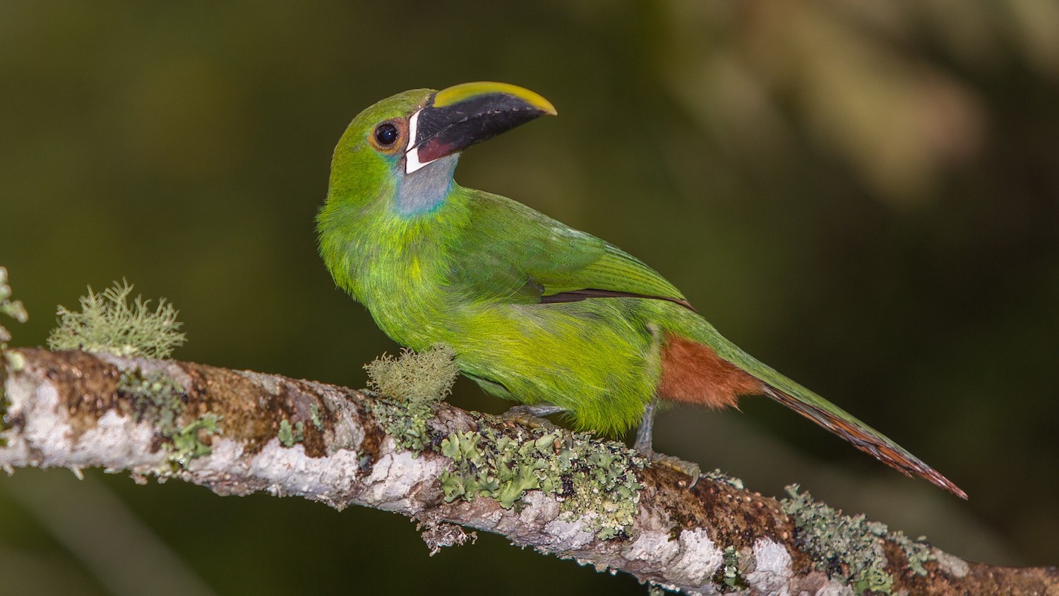 Emerald Toucanet