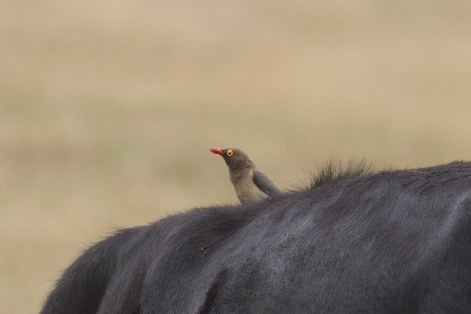 Red-billed Oxpecker
