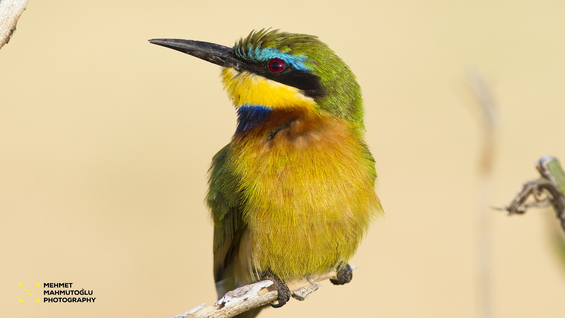 Little Bee-eater