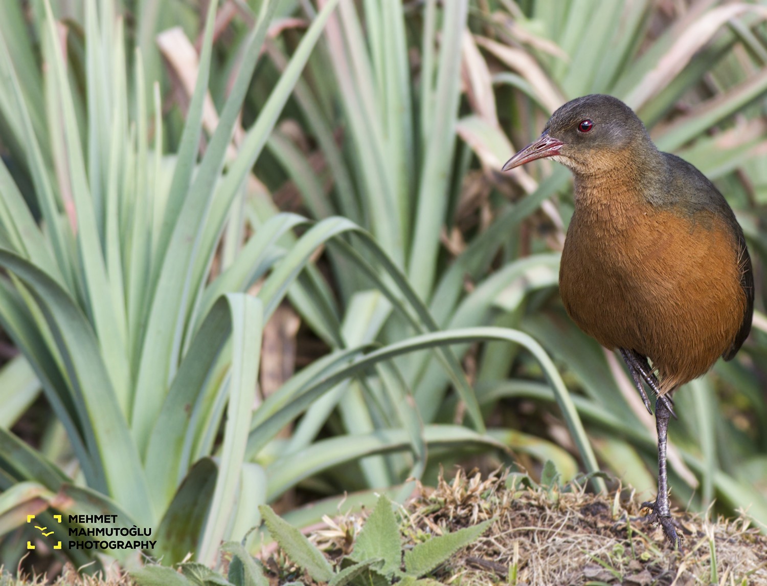 Rouget's Rail