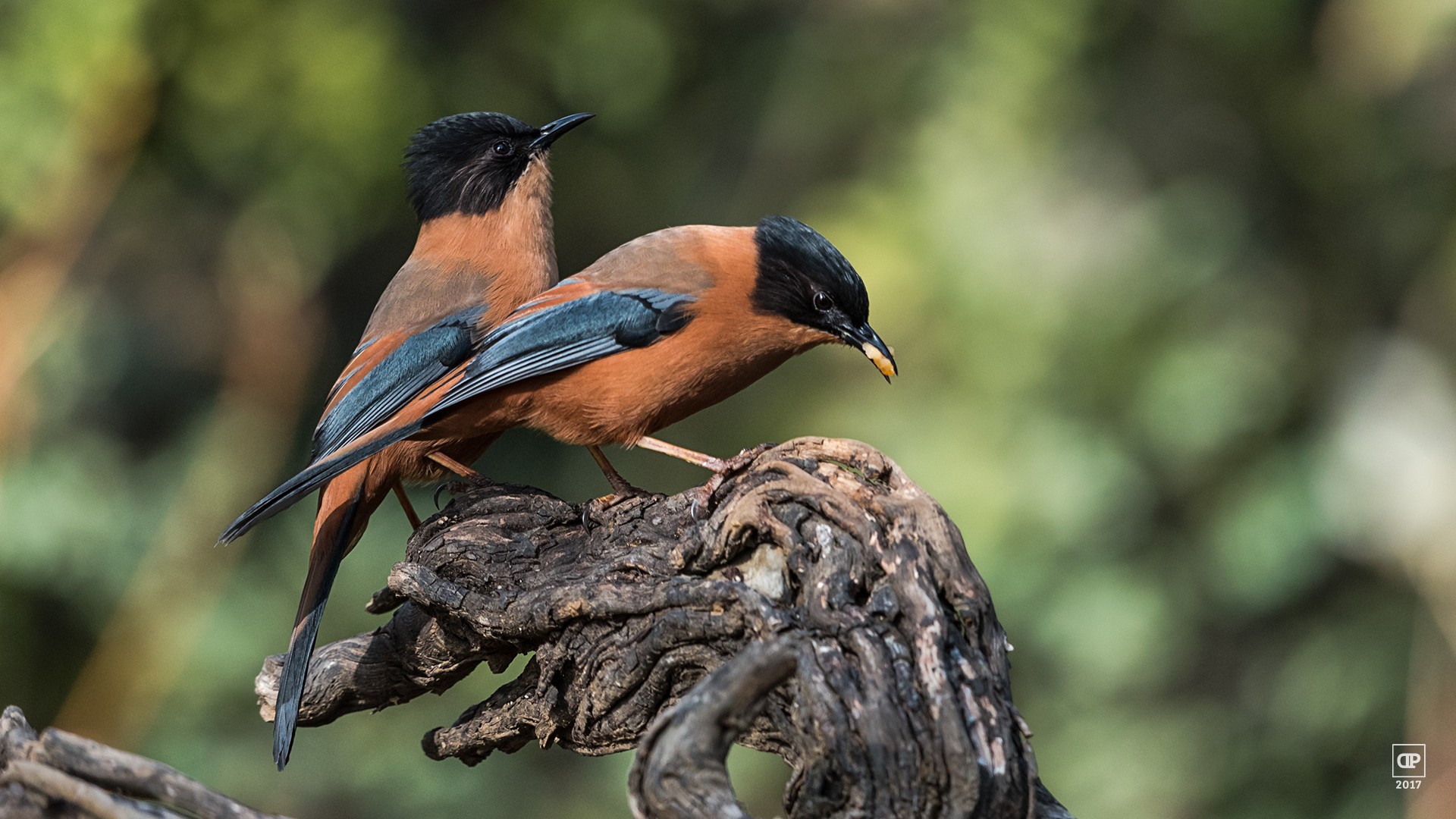 Rufous Sibia