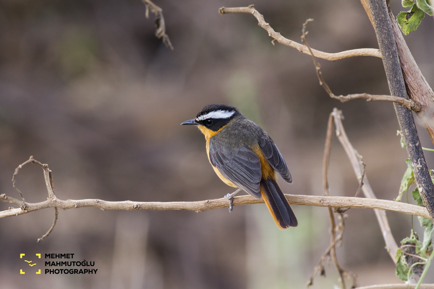 Rüppell's Robin-chat